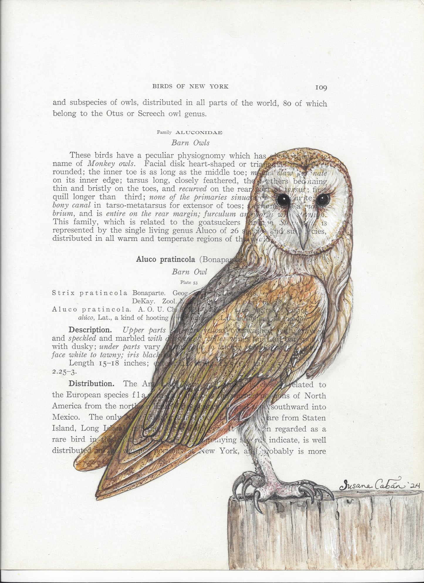 Barn Owl Giclee Print