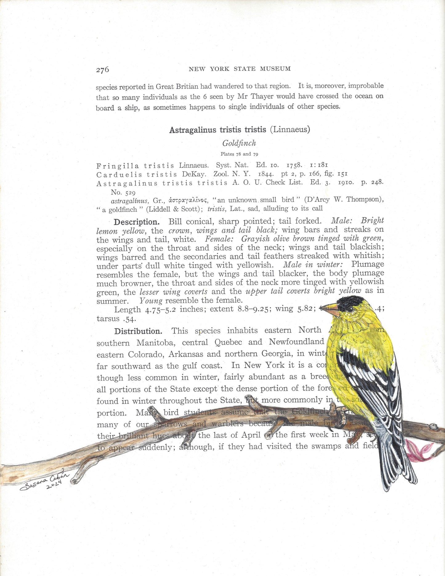 Gold Finch Giclee Print