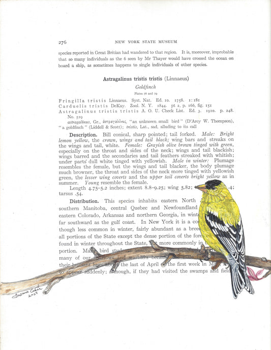 Gold Finch Giclee Print