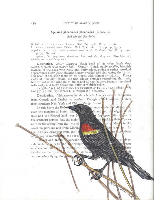 Red-winged Blackbird Giclee Print