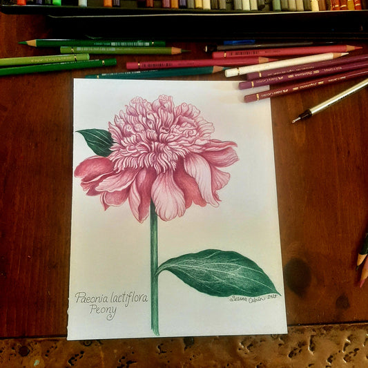 Peony Giclee Print