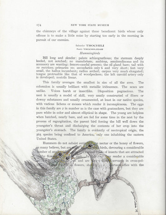 Hummingbird Female with Nest Giclee Print