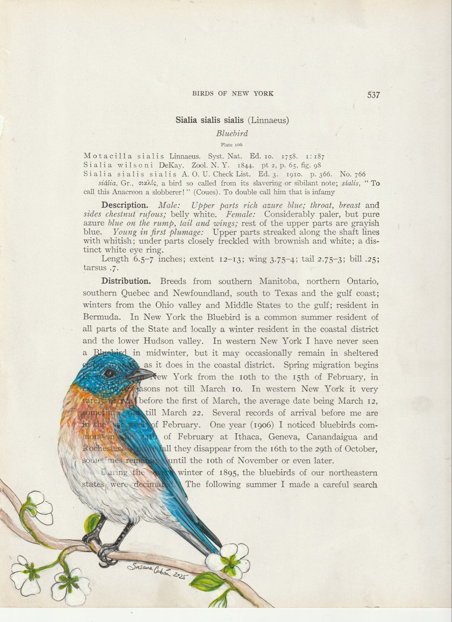 Bluebird Giclee Print