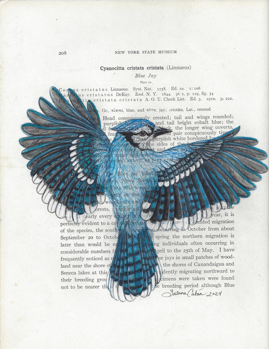 Blue Jay Giclee Print