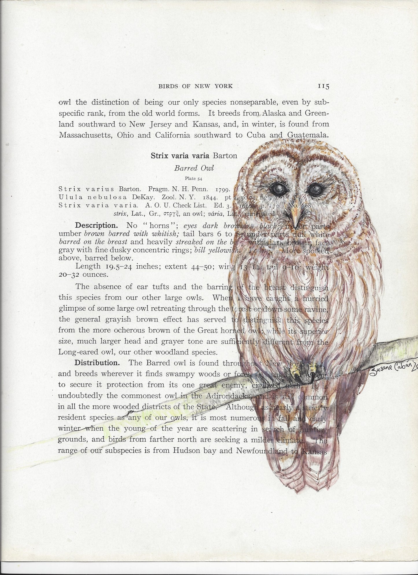 Barred Owl Giclee Print