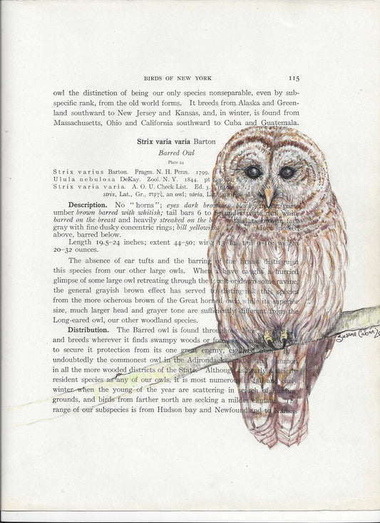 Barred Owl Giclee Print