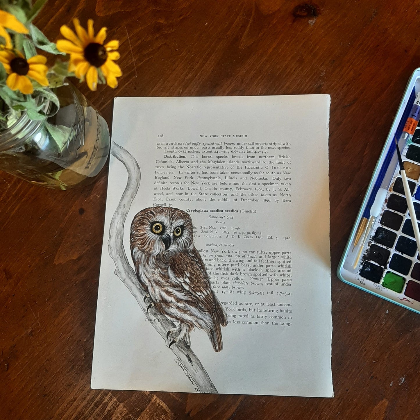 Saw-whet Owl Giclee Print