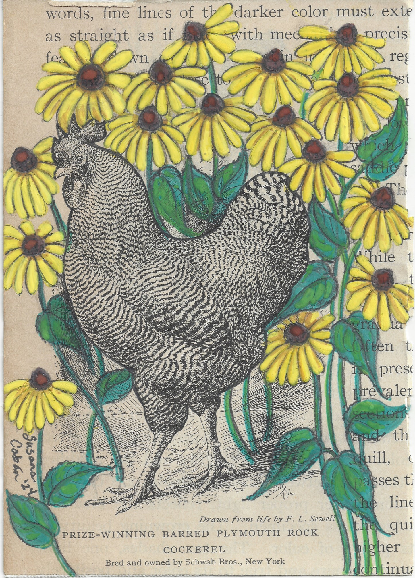 Black-eyed Susan Chickens Giclee Print