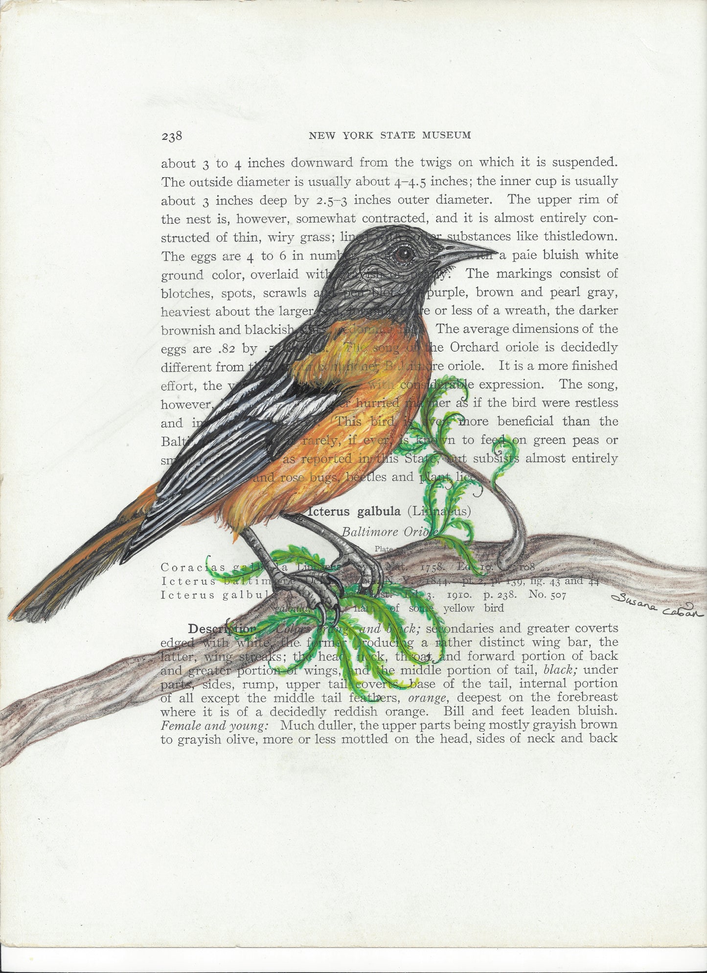 Oriole Giclee Print