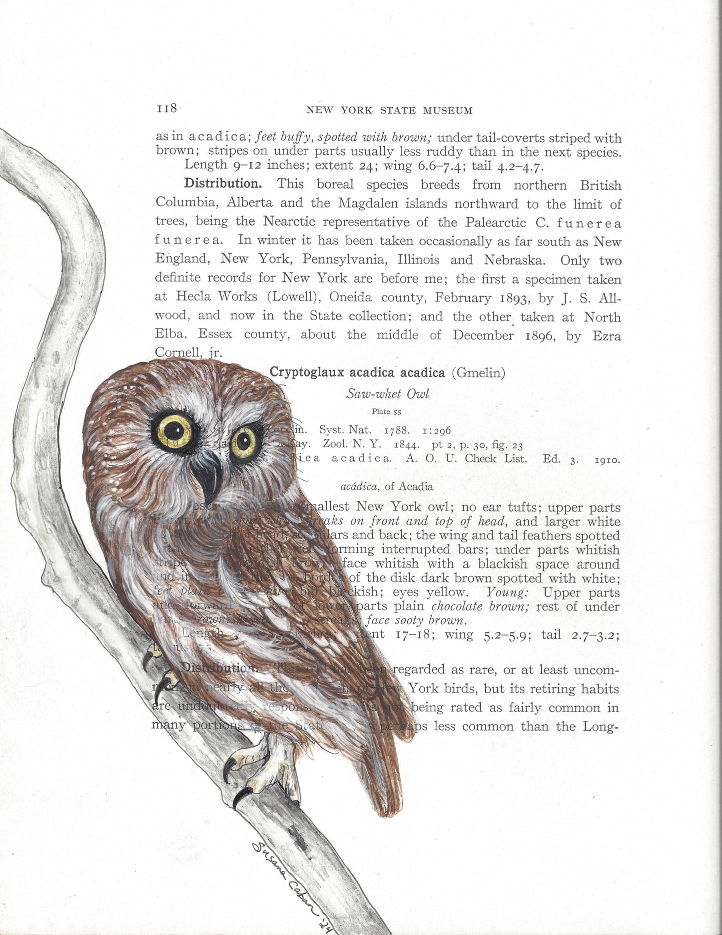 Saw-whet Owl Giclee Print