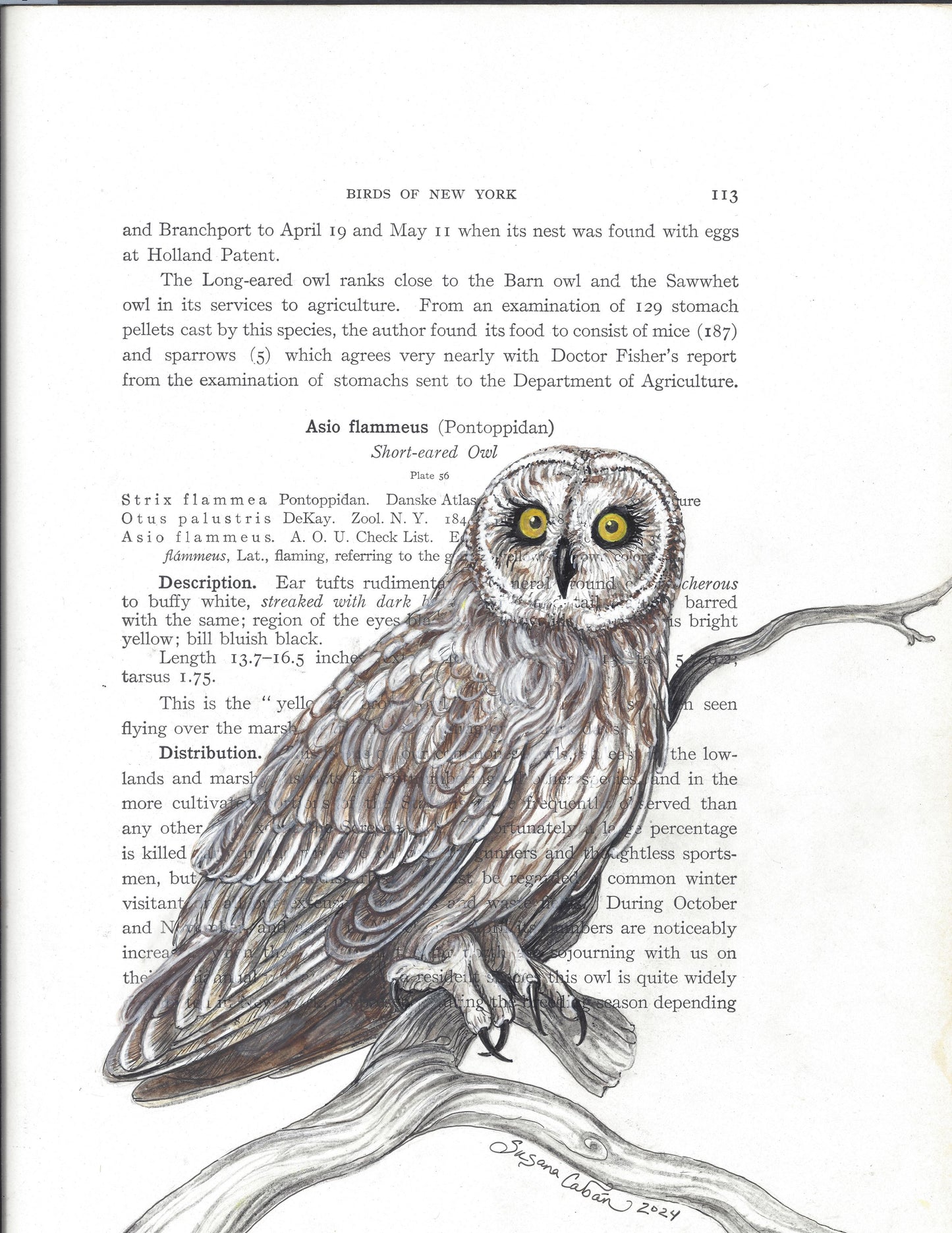 Short Eared Owl Giclee Print