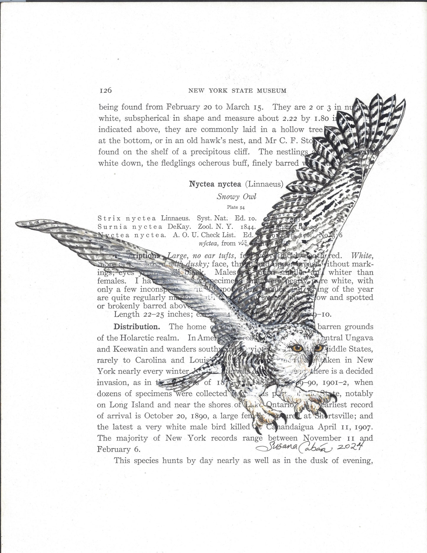 Snowy Owl Giclee Print