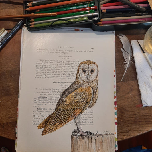 Barn Owl Giclee Print