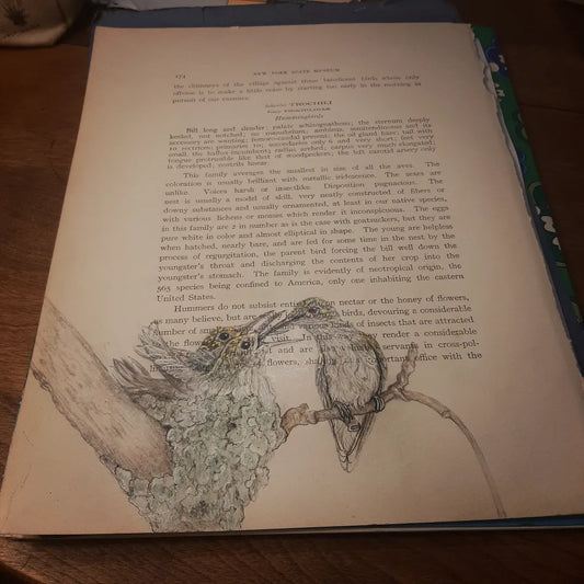 Hummingbird Female with Nest Giclee Print