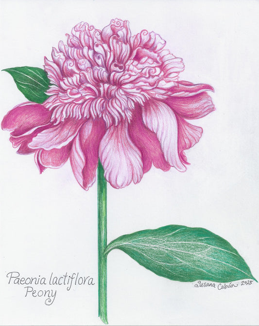 Peony Giclee Print