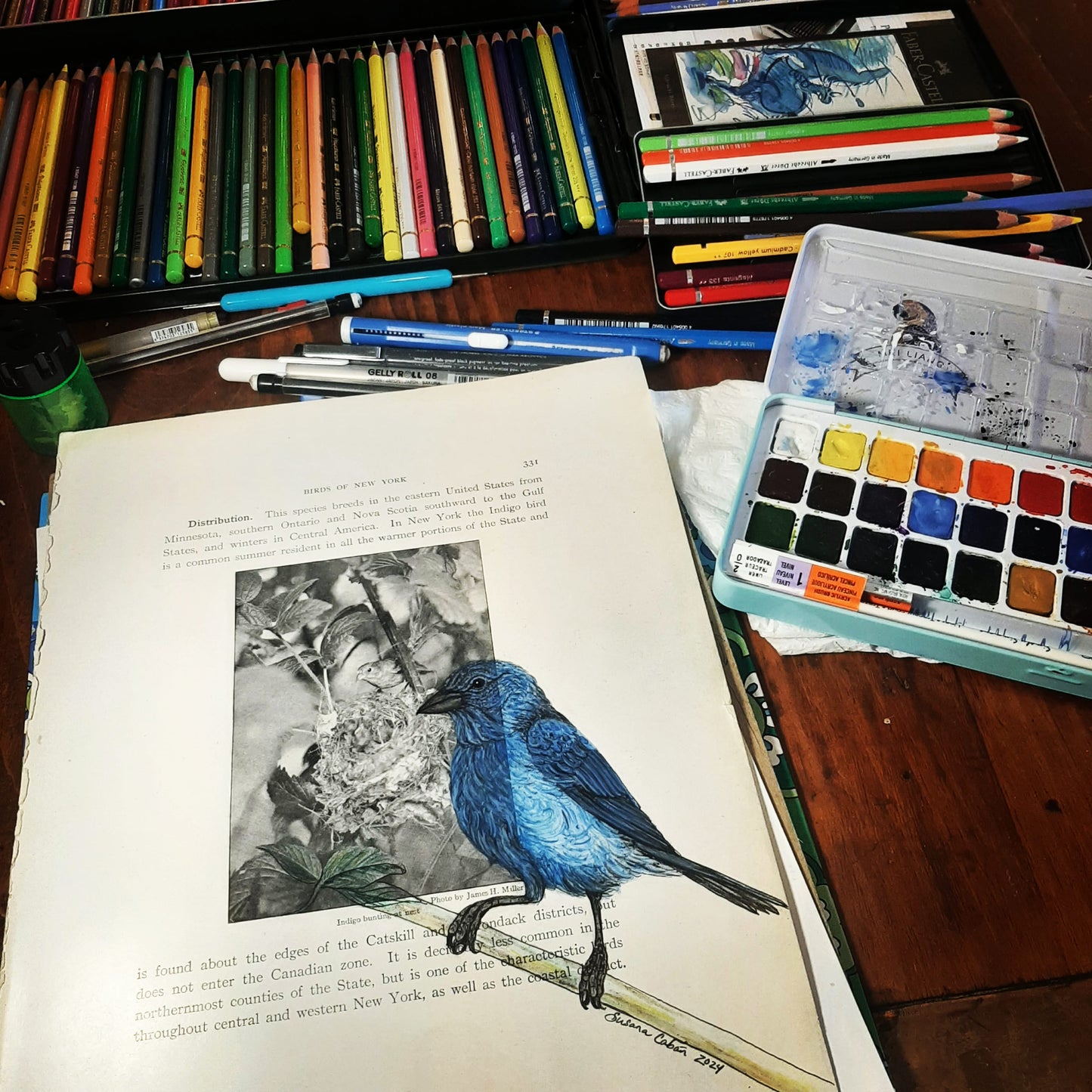 Indigo Bunting Giclee Print
