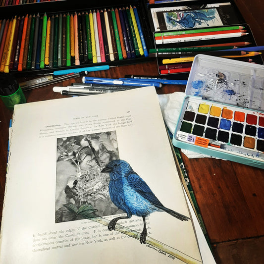 Indigo Bunting Giclee Print