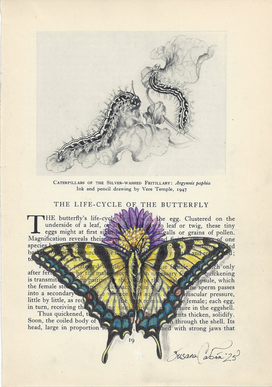 Yellow Swallowtail Butterfly Giclee Print