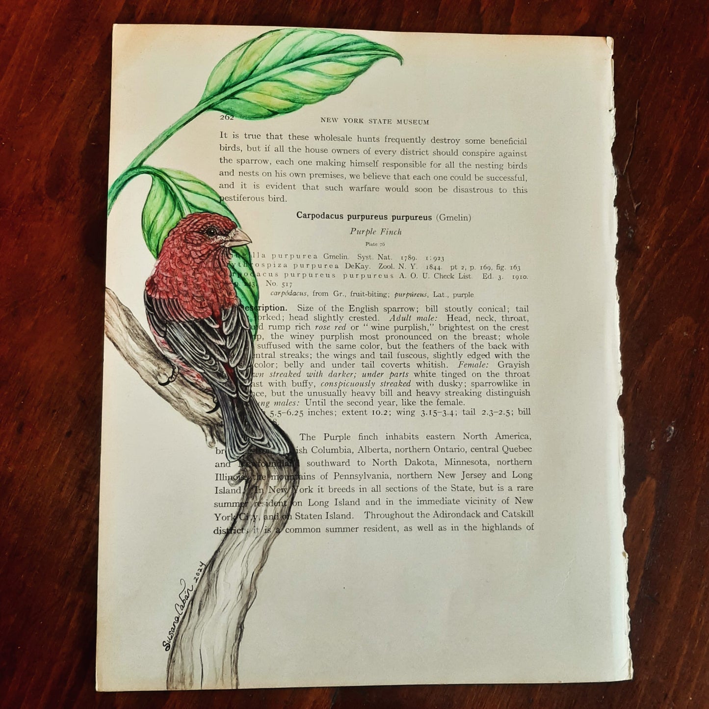 Purple Finch Giclee Print