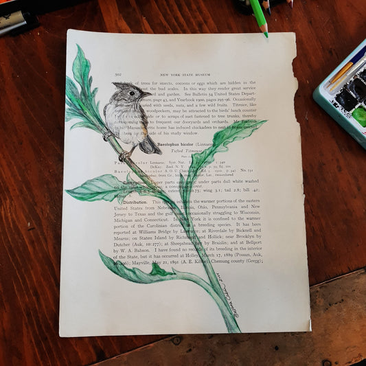 Tufted Titmouse Giclee Print