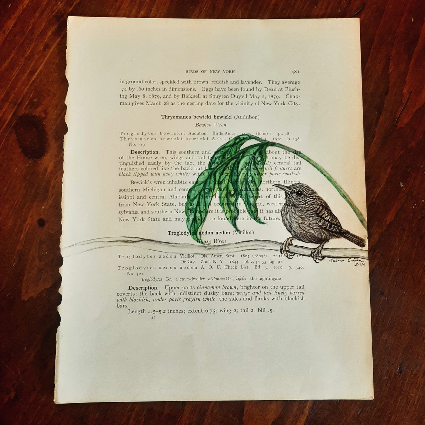 Wren Giclee Print