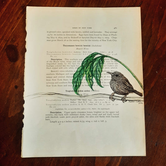 Wren Giclee Print